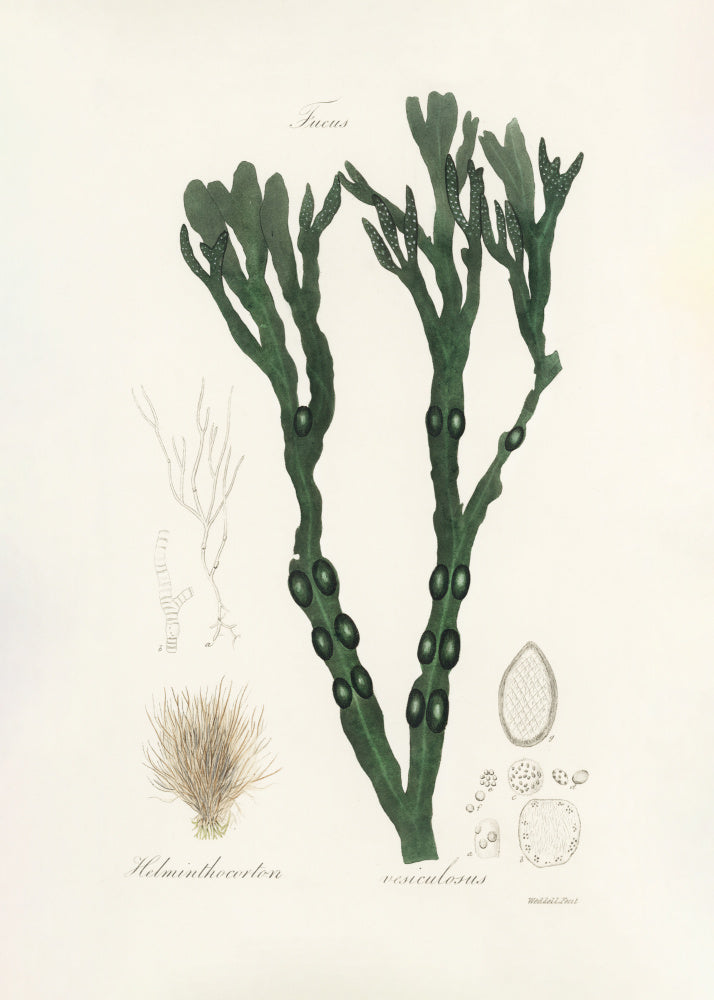 Bladder Wrack (fucus Vesiculosus)  Medical Botany | Poster
