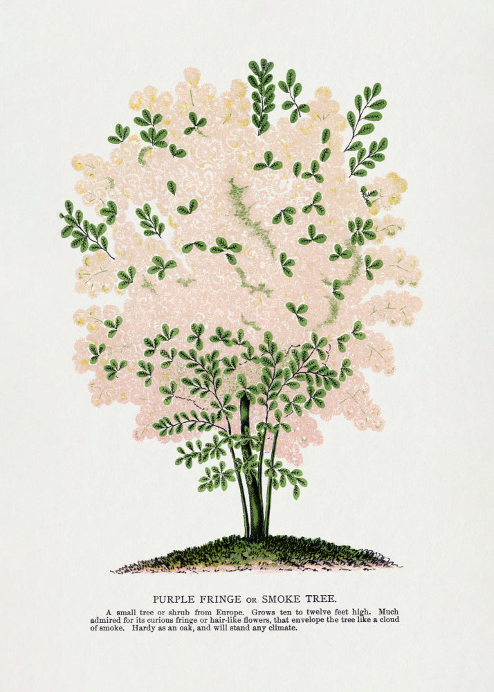 Purple Fringe Tree Lithograph | Poster