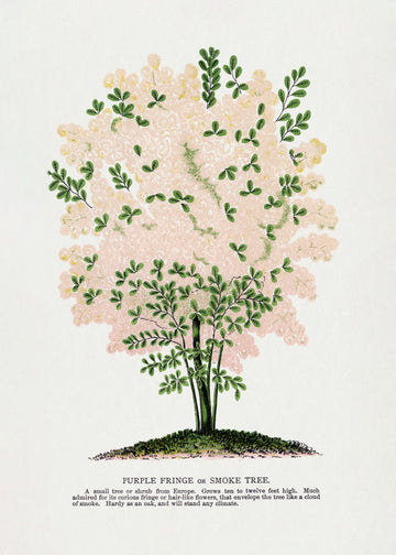 Purple Fringe Tree Lithograph | Poster