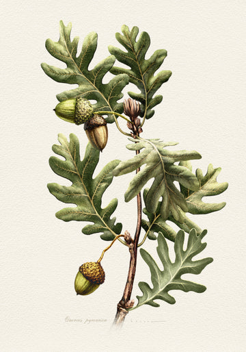Pyrenean Oak Botanical Art | Poster