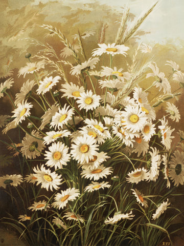 Daisies By Ellen Thayer Fisher | Canvas