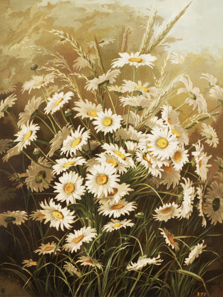 Daisies By Ellen Thayer Fisher | Poster