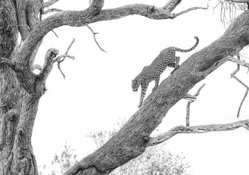 Tree Climbing Leopard | Canvas