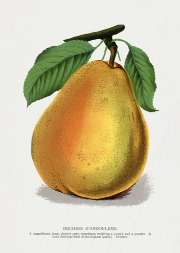 Duchess D'angouleme Pear Lithograph | Poster