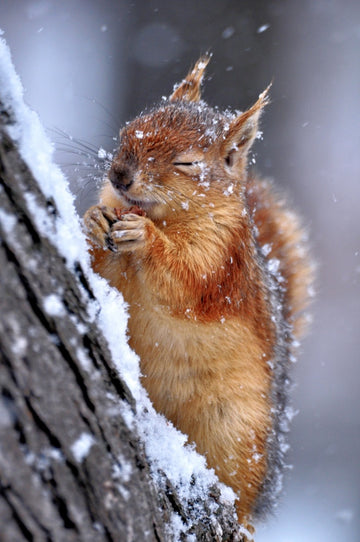 Happy Winter Squirrel | Poster