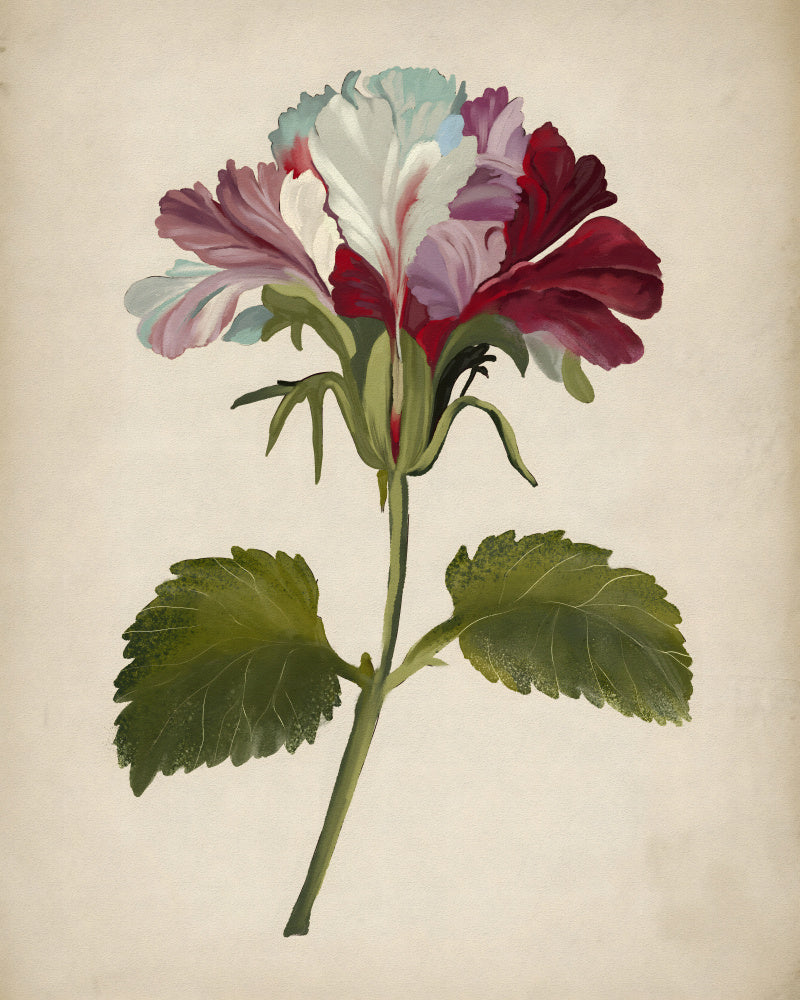 Vibrant Geranium Bloom | Canvas