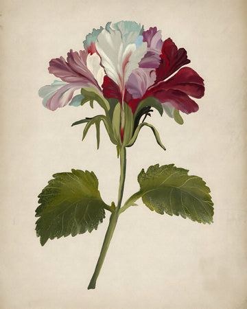 Vibrant Geranium Bloom | Canvas