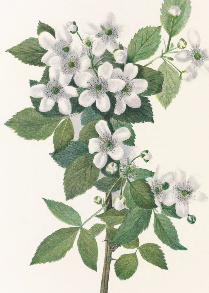 Highbush Blackberry From North American Wildflowers (1925) By Mary Vaux Walcott. | Canvas
