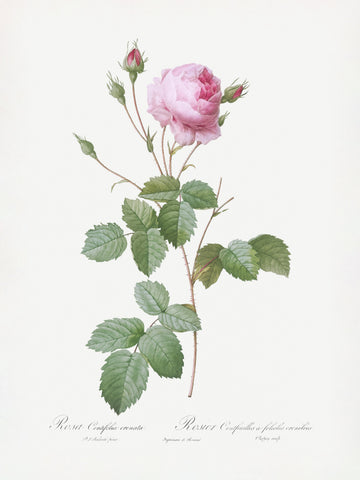 Crenate Leaved Cabbage Rose, Les Roses (1817–1824) | Poster