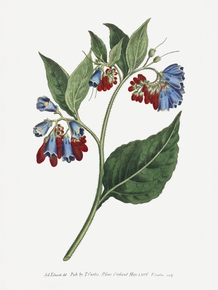 Symphyum Asperrim 1806   Flower Garden Displayed By Francis Sansom | Poster