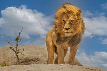 Majestic African Lion | Poster