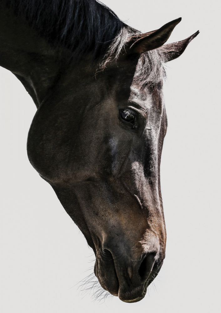 Gentle Equine Gaze | Poster