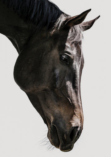 Gentle Equine Gaze | Poster