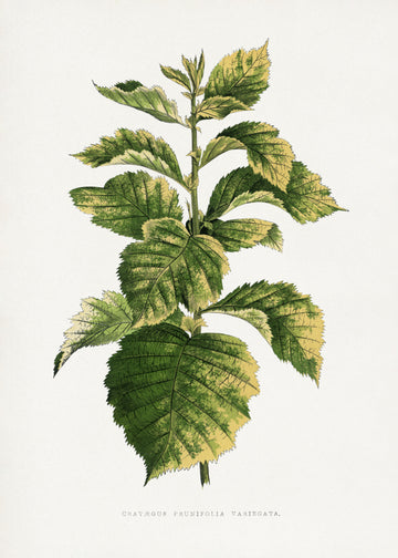 Common Hawnthorn Leaf Illustration | Canvas