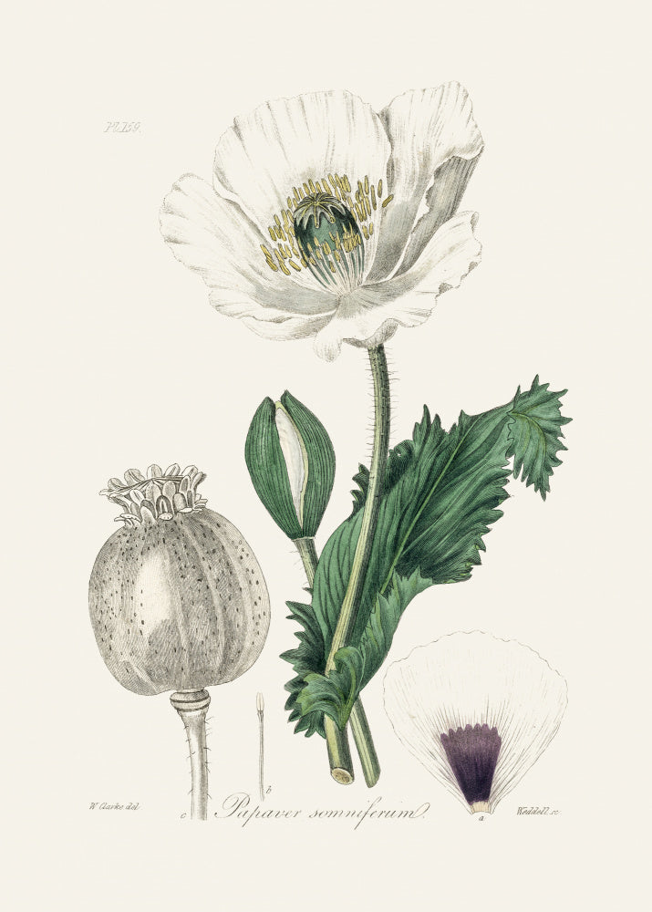 Opium Poppy (papaver Somniferum) Medical Botany | Poster