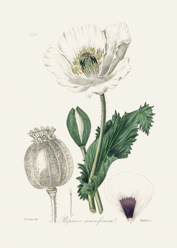 Opium Poppy (papaver Somniferum) Medical Botany | Poster