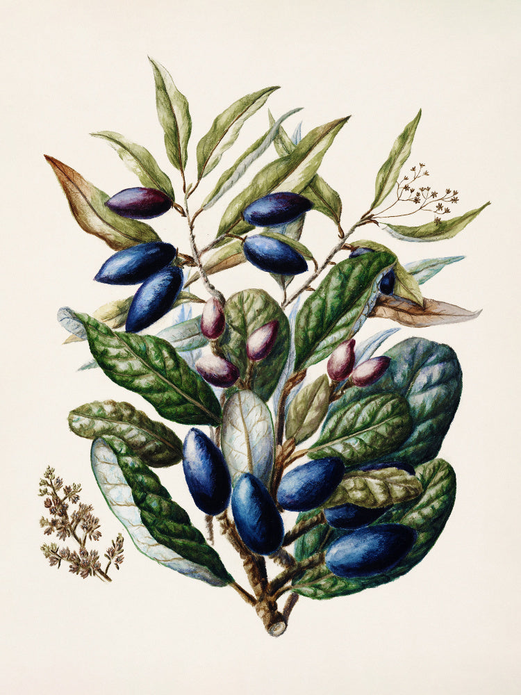Beilschmiedia Taiaire Tawa Drawn By Sarah Featon (1848–1927) | Canvas