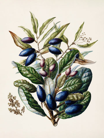 Beilschmiedia Taiaire Tawa Drawn By Sarah Featon (1848–1927) | Poster