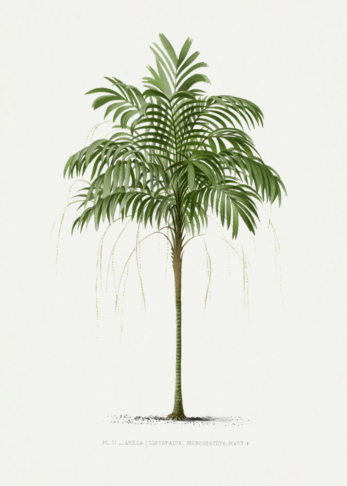 Ii Areca Monostachya | Canvas