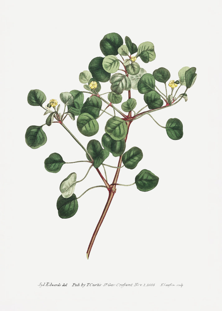 Euphorbia Petiolaris 1805   Flower Garden Displayed By Francis Sansom | Canvas