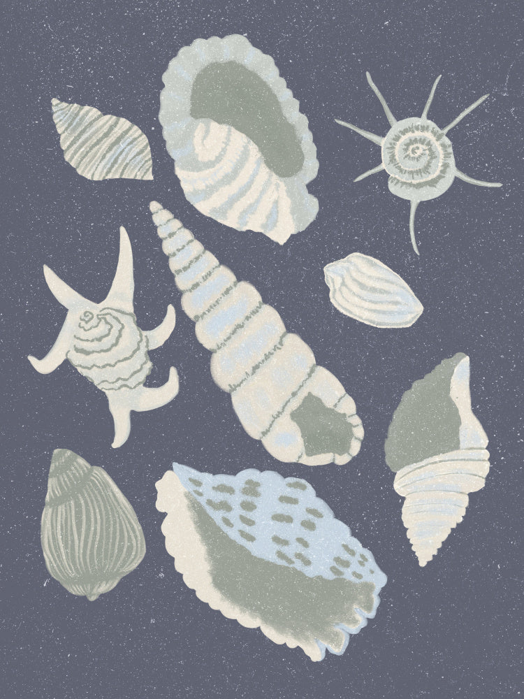 Seashells Collection | Canvas