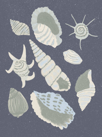 Seashells Collection | Canvas