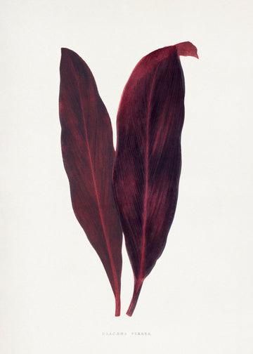 Pink Dracaena Ferrea Leaf Illustration | Canvas