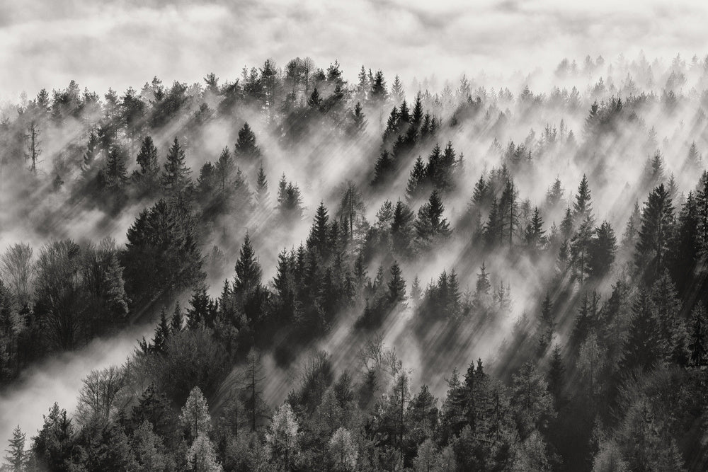 Misty Forest Light Rays | Canvas