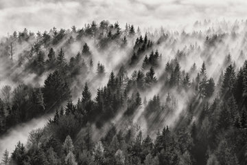 Misty Forest Light Rays | Poster