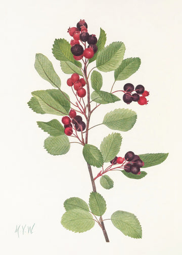 Saskatoon From North American Wildflowers (1925) By Mary Vaux Walcott | Canvas