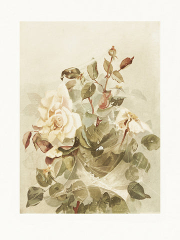 Pink Roses Seen Through Early Morning Dew | Poster