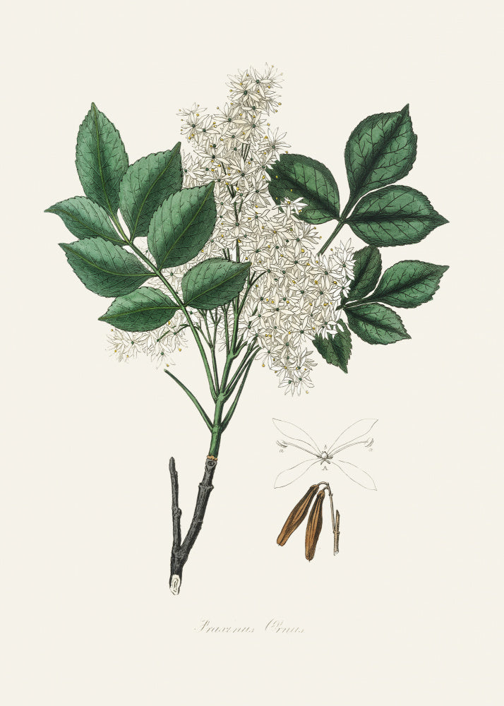 Manna Ash (fraxinus Ornus) Medical Botany | Canvas