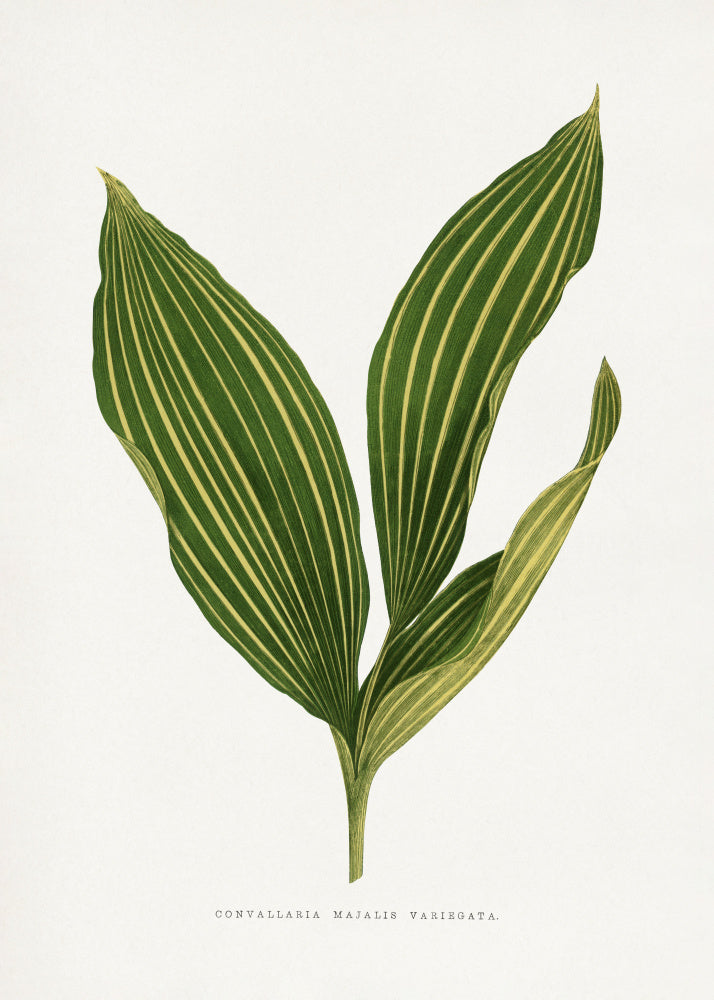 Lily of the Valley Leaf Illustration | Canvas