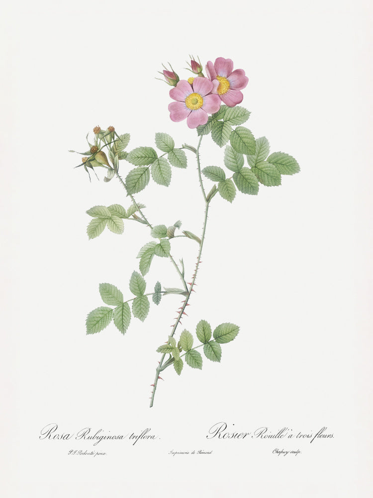 Sweetbriar, Les Roses (1817–1824) | Canvas