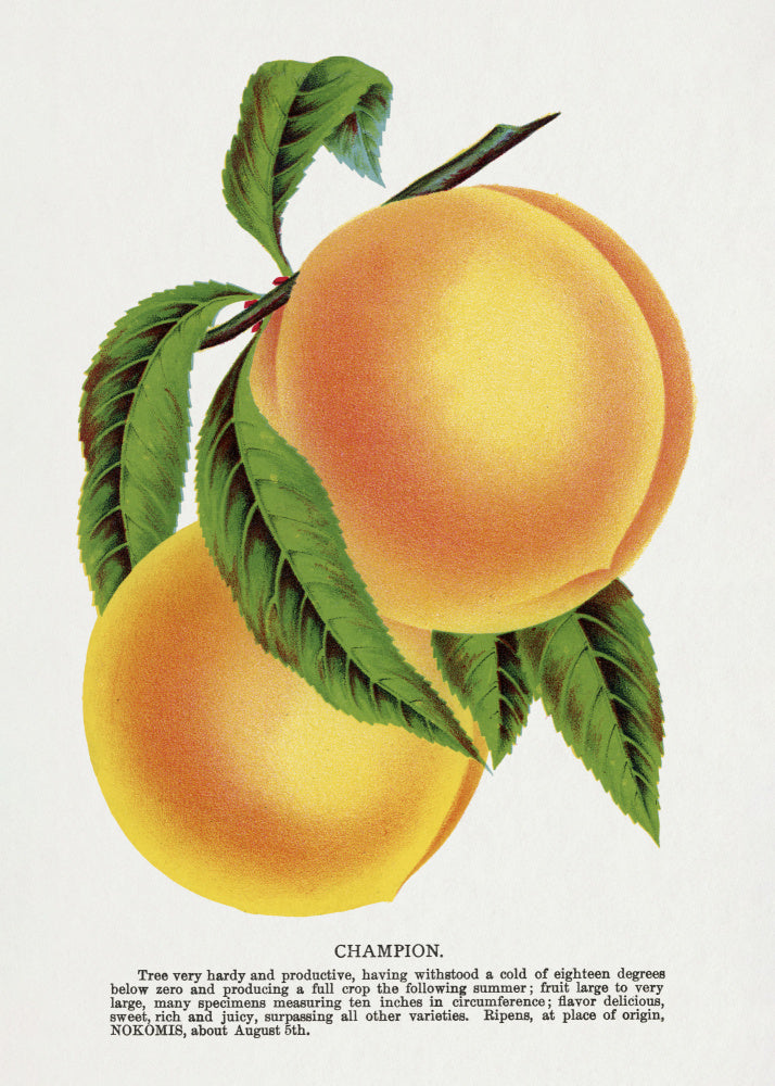 Champion Plum Lithograph | Canvas