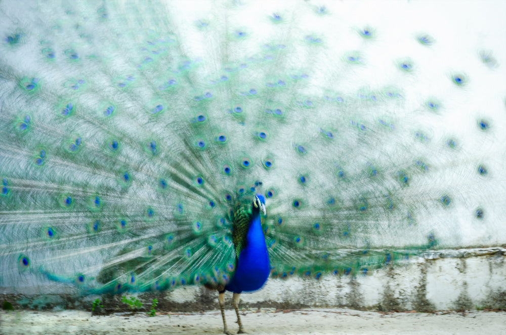 Vibrant Peacock Display | Canvas