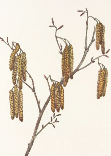 Hazel Alder (alnus Regosa) From North American Wildflowers (1925) By Mary Vaux Walcott. | Poster