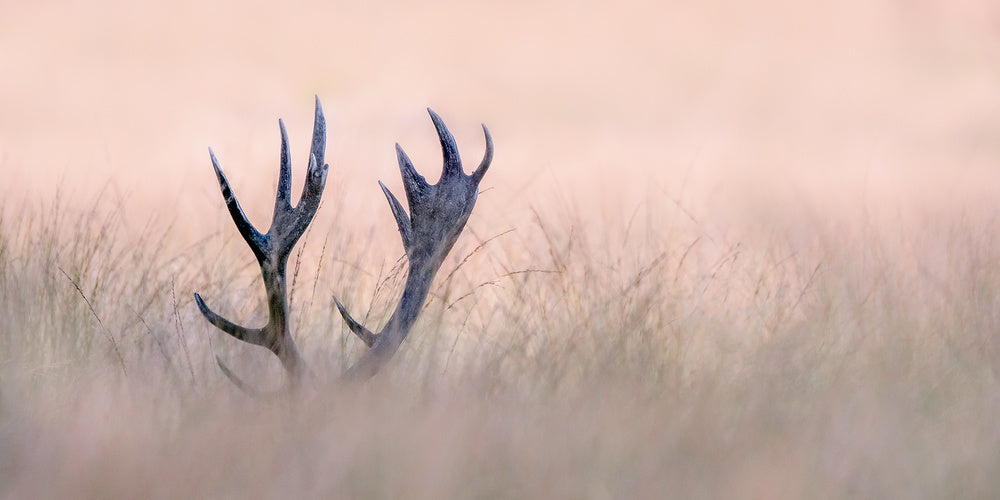 Ethereal Deer Antlers | Poster