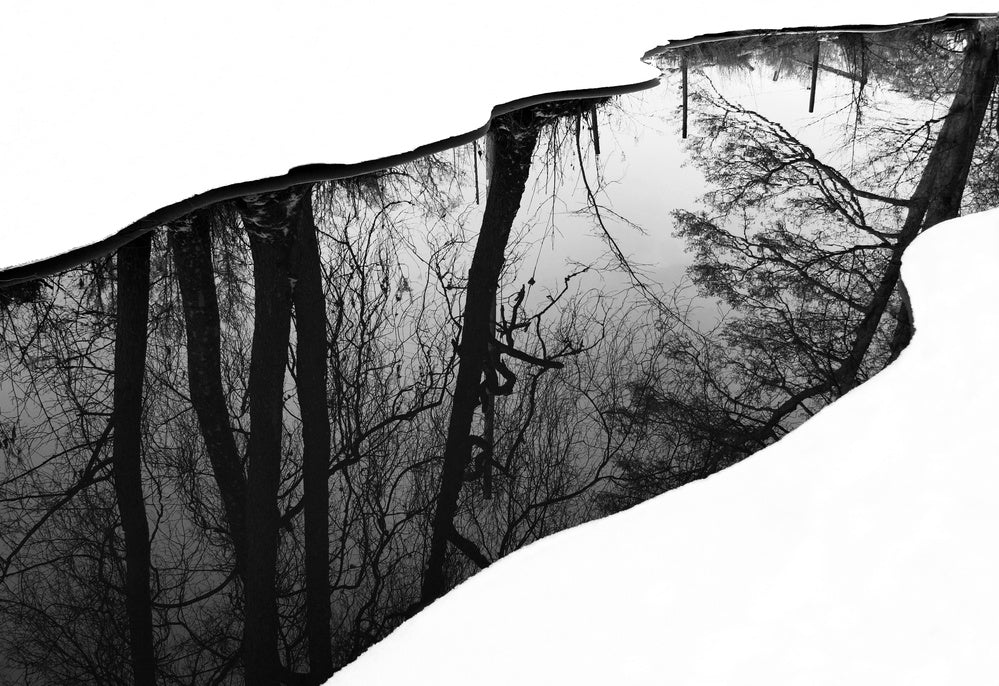 Winter Tree Reflection | Poster