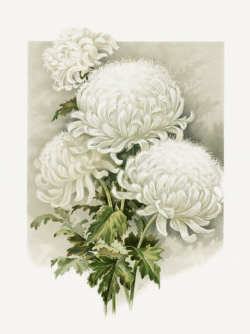 Mrs. Alpheus Hardy | Canvas