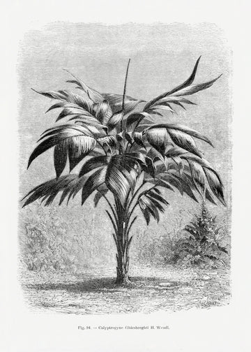 Vintage Palm Tree Drawing Viii | Poster