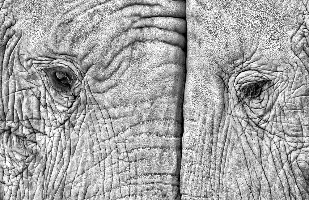 Monochrome Elephant Gaze | Canvas