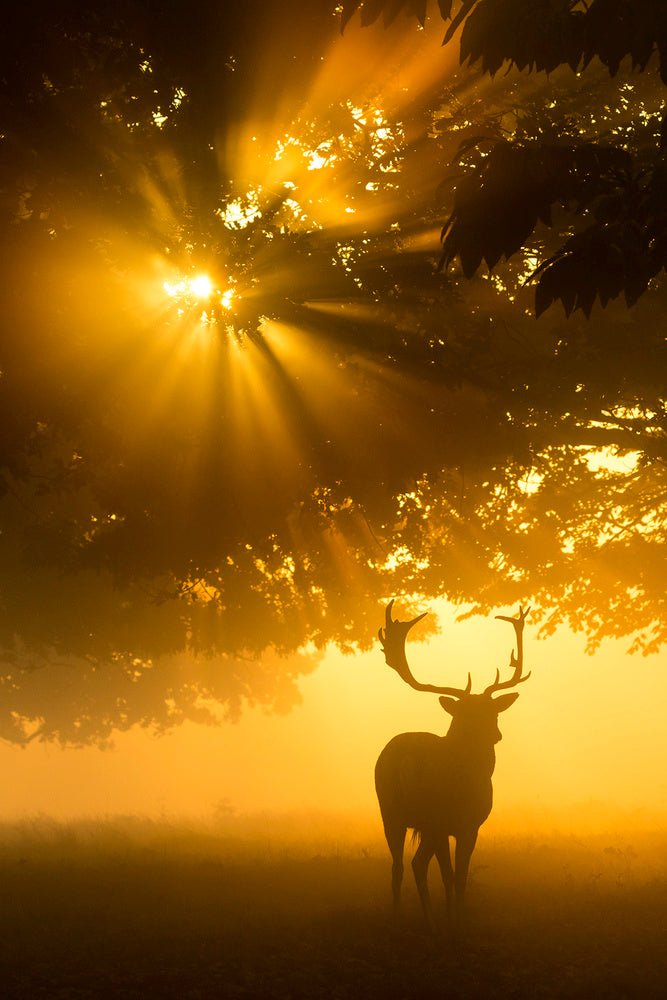Majestic Golden Stag | Poster