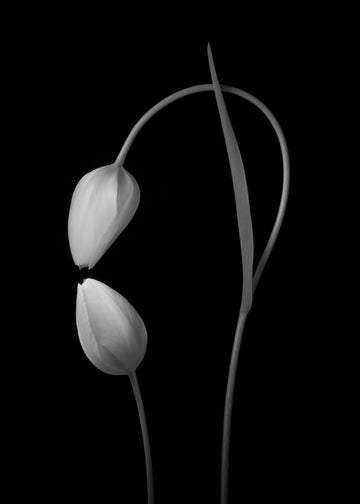 Monochrome Tulip Curves | Canvas