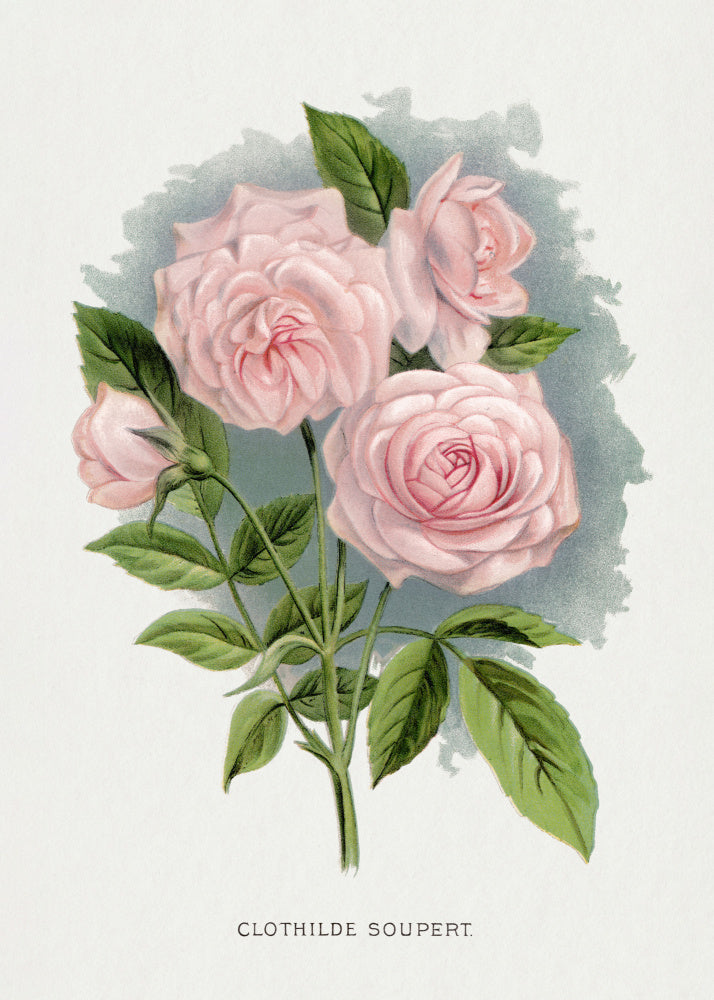 Pink Rose, Clothilde Soupert Lithograph | Canvas