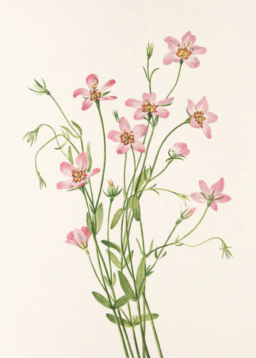 Saltmarsh Rose Gentian From North American Wildflowers (1925) By Mary Vaux Walcott. | Canvas