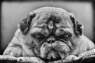 Grumpy Pug Portrait | Canvas