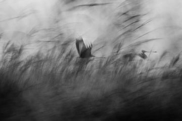 Misty Flight Through Reeds | Poster