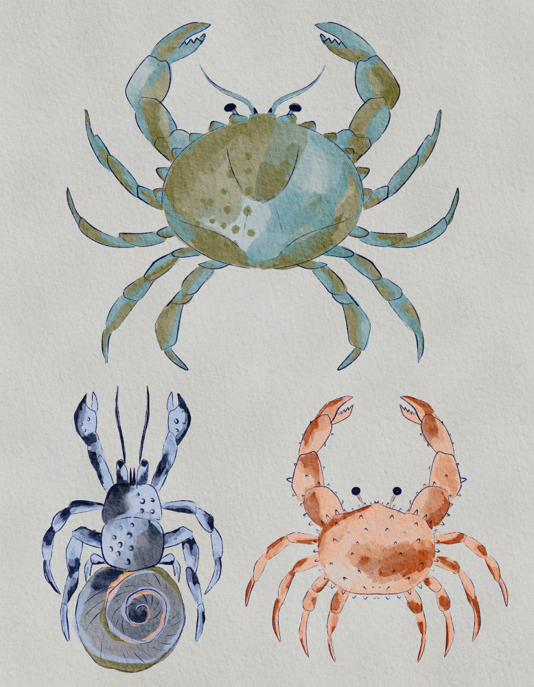Ocean Crabs Watercolor | Poster