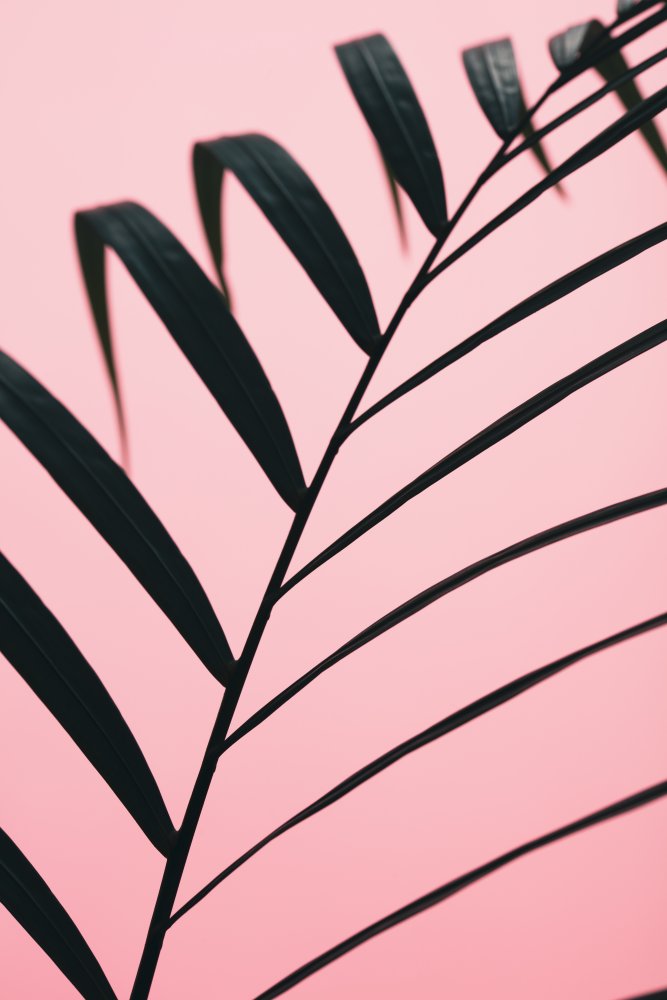 Pink Palm Leaf | Canvas
